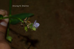 Murdannia loriformis